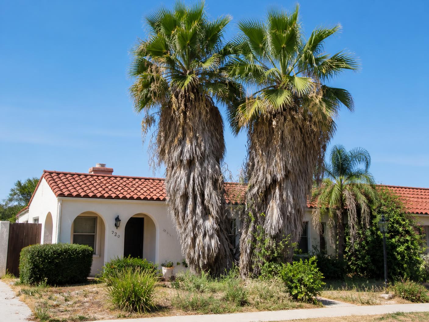 Two overgrown Mexican fan palms with heavy dead frond skirts in front of a Chula Vista home