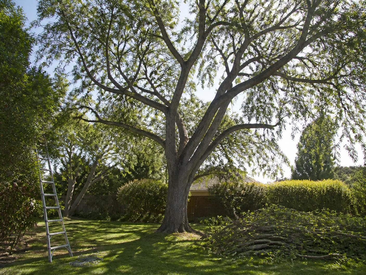 Mature shade tree thinned by Mor Tree Service in a South Bay back yard